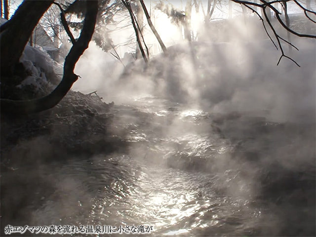 赤エゾマツの森を流れる温泉川に小さな滝が