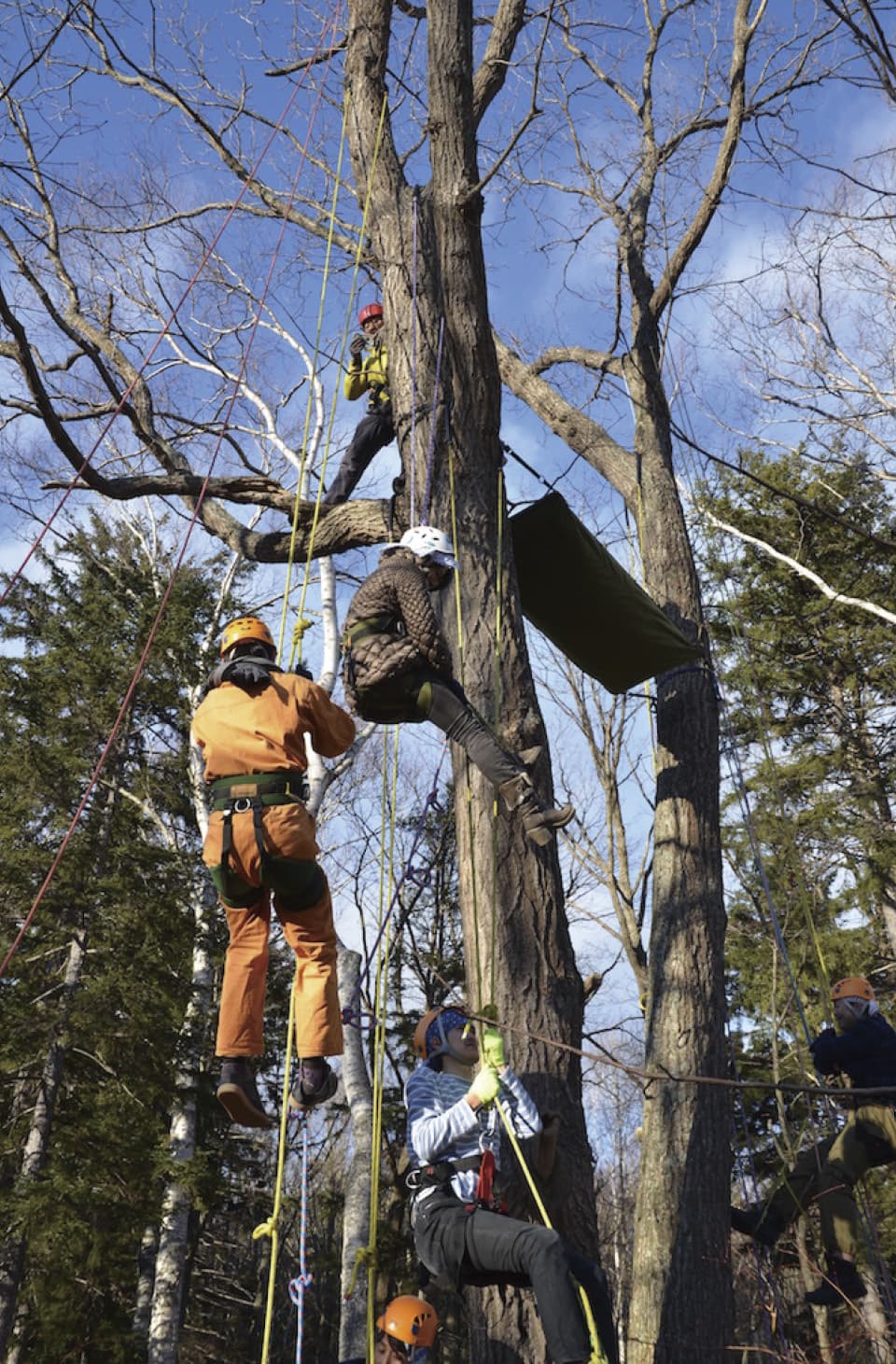 Treeing