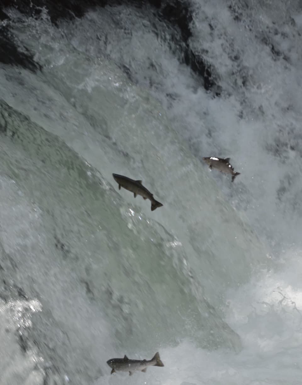Run of cherry salmon