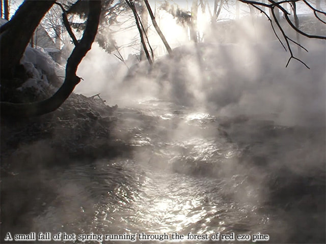A small fall of hot spring running through the forest of red ezo pine.