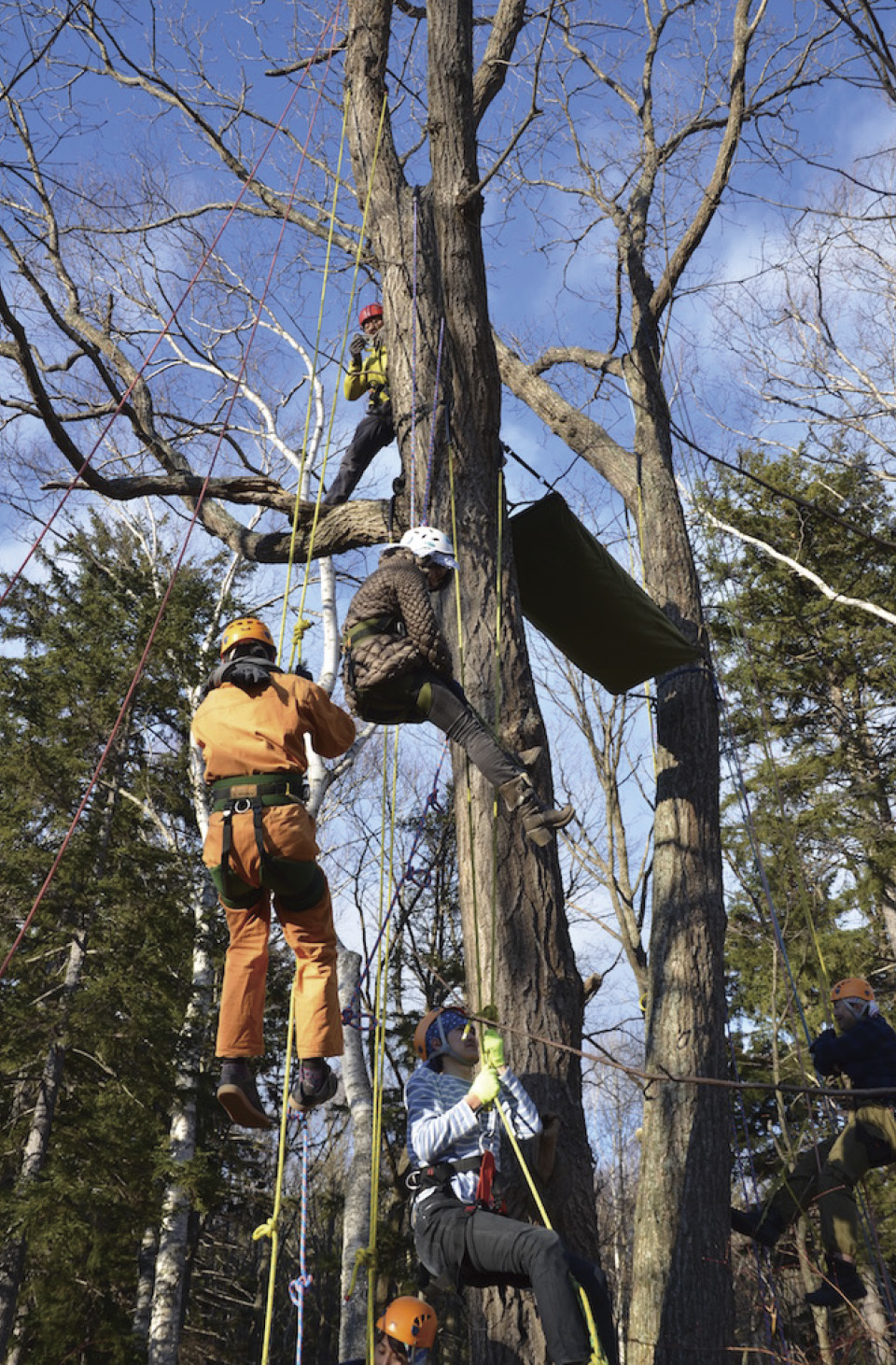 Treeing